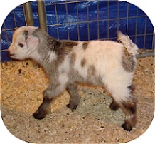 Rawhide